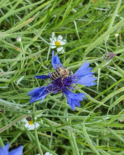 Eine Honigbiene sitzt auf einer blauen Kornblume in einer Blühwiese.